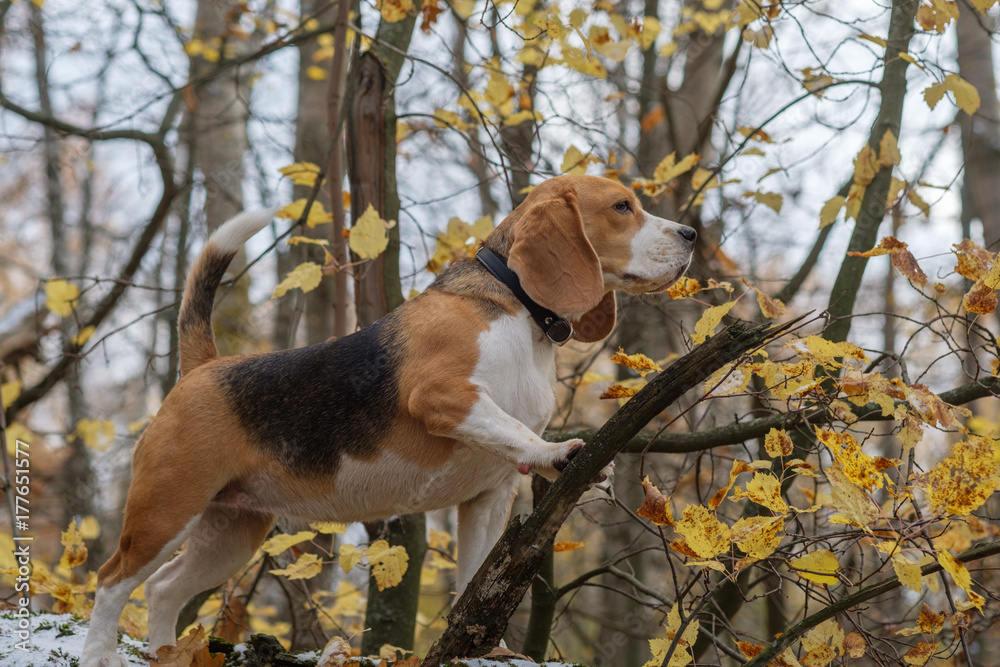 Beagle dog climbed the tree in the forest Beagle dog climbed the tree in the forest