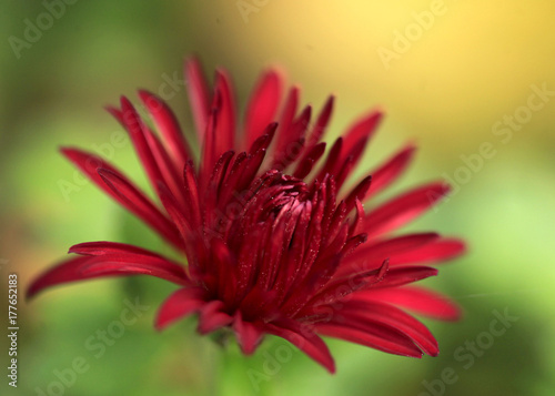 Fototapeta Naklejka Na Ścianę i Meble -  red fall flower