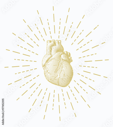 Gold engraving human heart on white BG with star burst