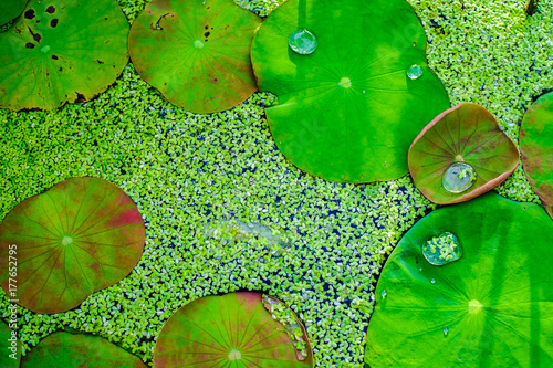 Green lotus leave and duckweed