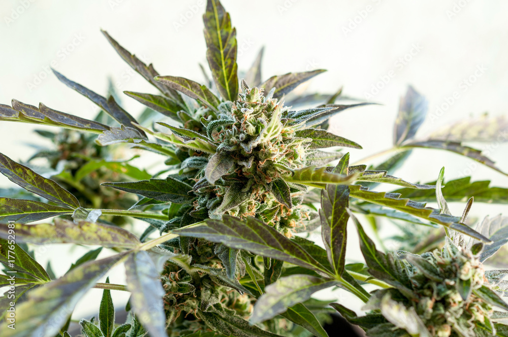 cannabis bud close up
