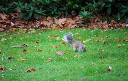 Squirrel burying chestnut