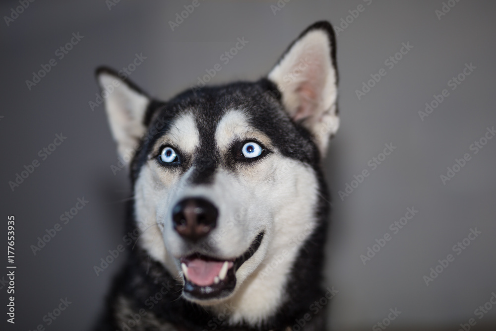 husky headshot