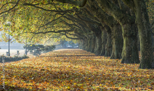 autumn alley of plane trees in park in Szczecin, Poland