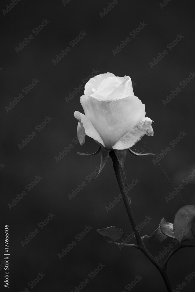 Obraz premium Single White Rose on black