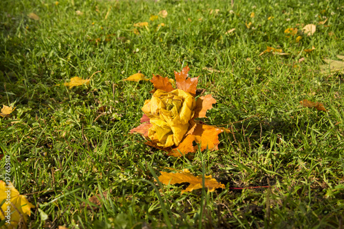 Wallpaper Mural autumn park, bouquet of roses made from fallen maple leaves, on green grass lies hoarfrost. The dawn, the sun's rays, are drowning the snow. Last warm days. Torontodigital.ca