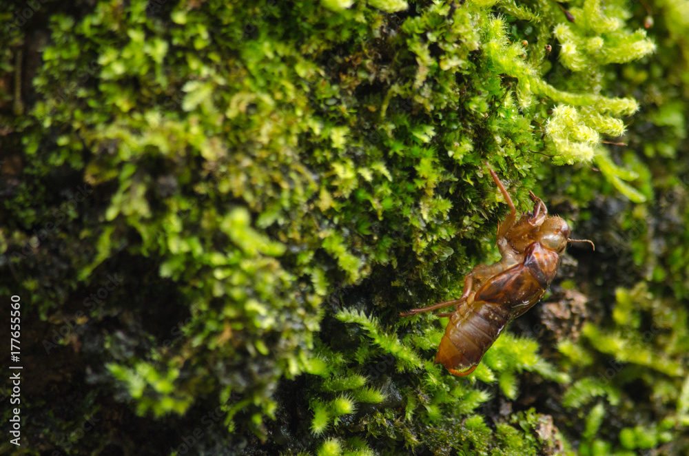 moss is on the tree