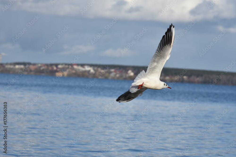 Fototapeta premium Flying Seagull