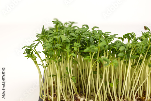 fresh sprouts of garden cress