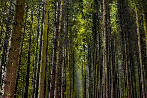 Bäume im Wald © Sarah