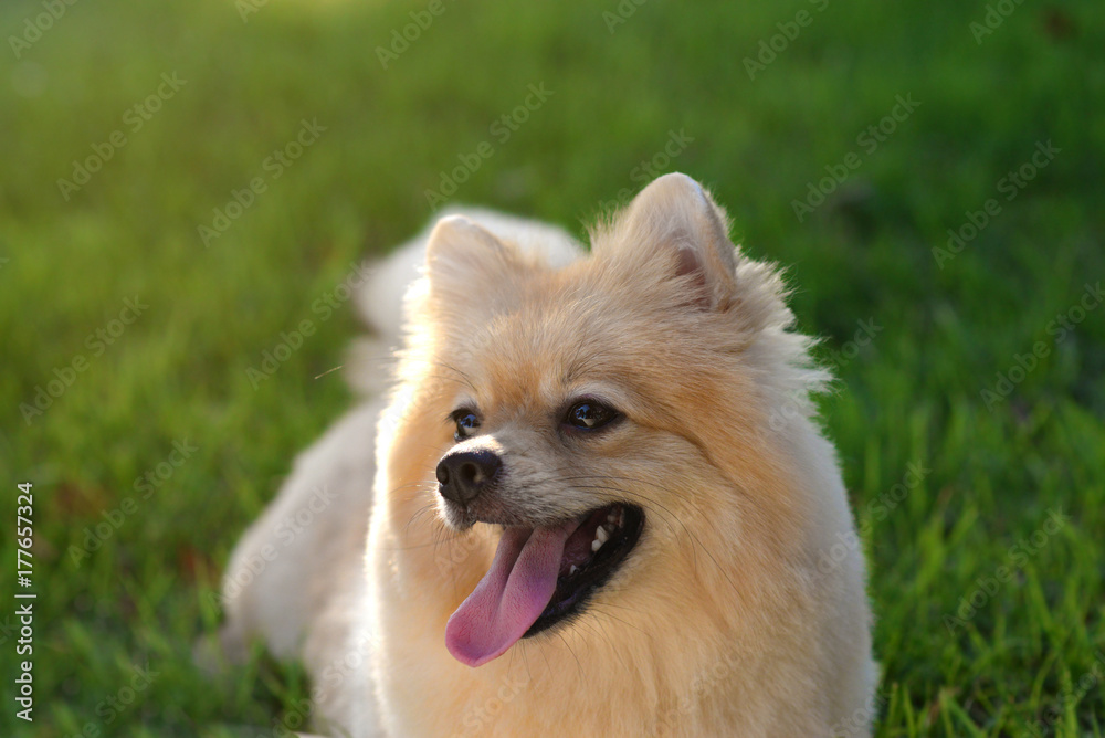 A brown cute Pomeranian dog chilling in garden in soft lighting background A brown cute Pomeranian dog chilling in garden in soft lighting background