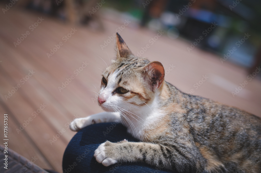 Naklejka premium Portrait of sweet cat