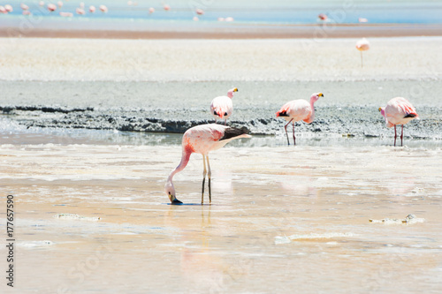 Pink flamingo in the lagoon, plateau Altiplano, Bolivia.