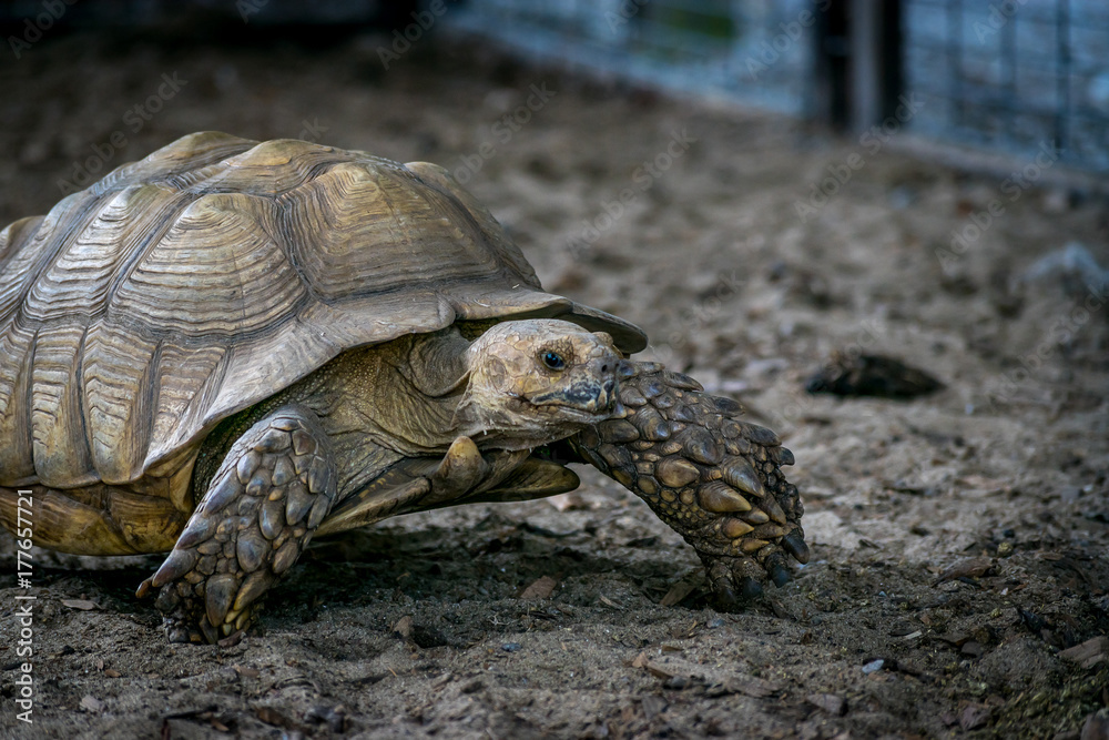 Fototapeta premium Giant Tortoise