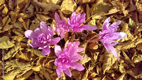 colchicum autumnale atropurpureum flower
