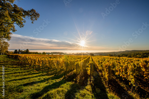 Weinberge im Sonnenaufgang