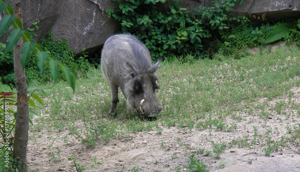 Fototapeta premium Warthog