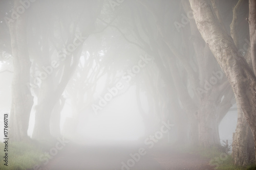 Dawn fog, among trees of Dark Hedges, North Ireland