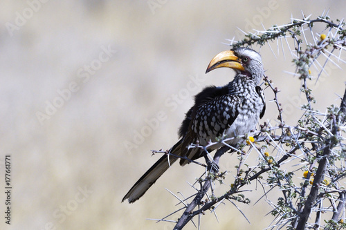 Wallpaper Mural Gelbschnabeltoko in Namibia Torontodigital.ca