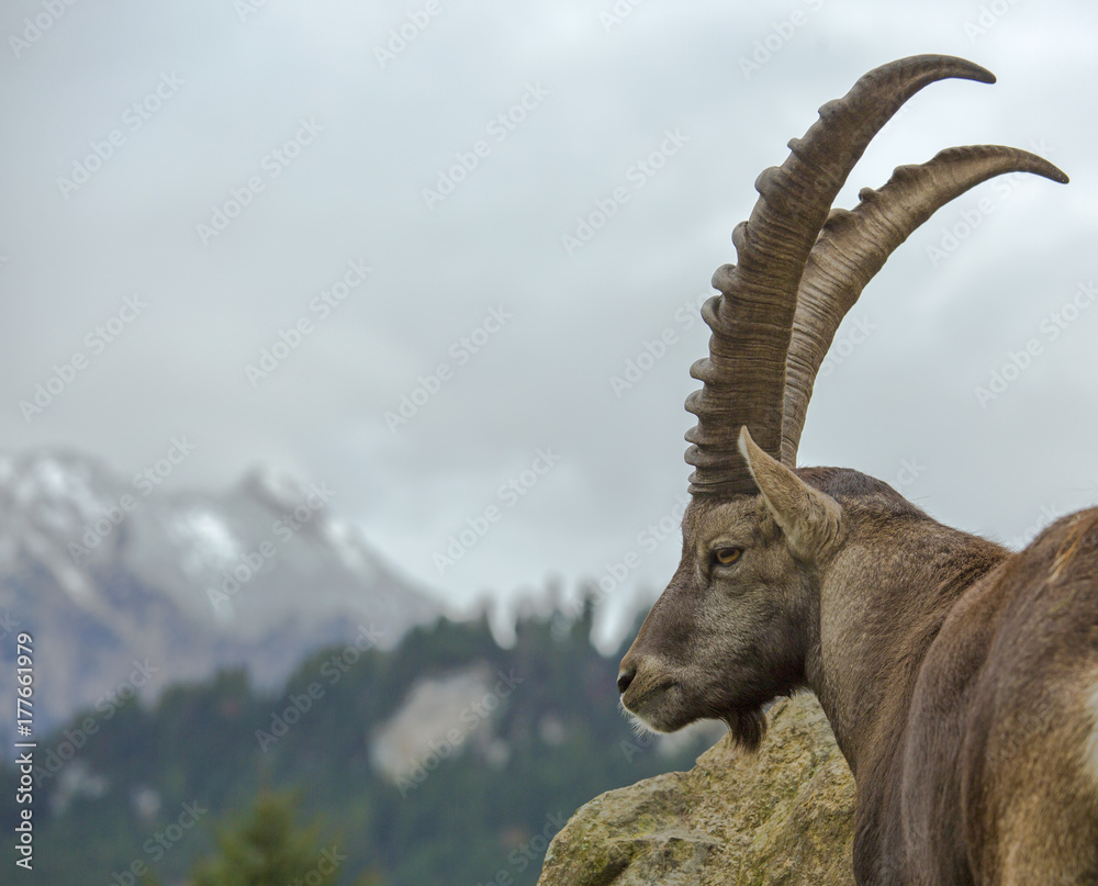 Steinbock - Alpen - Oberstdorf - Walsertal -  Alpensteinbock