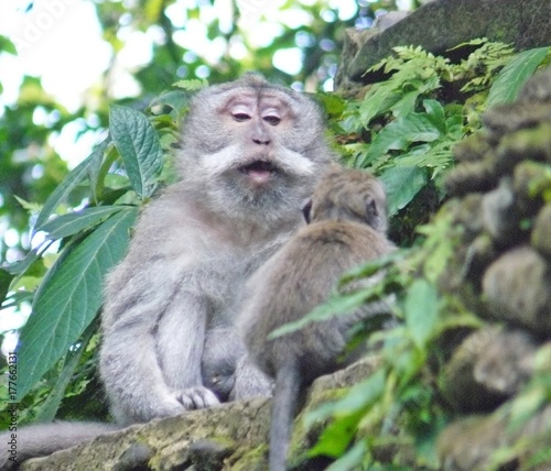 Macaco a educar filho - Monkey Forest - Bali Indonesia