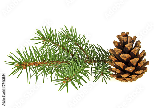 Branch of fir-tree and cone on a white background