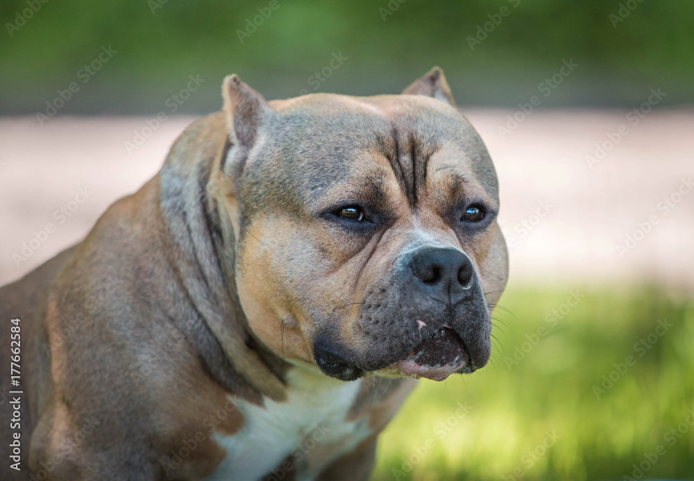 The American bully has a rest on the nature