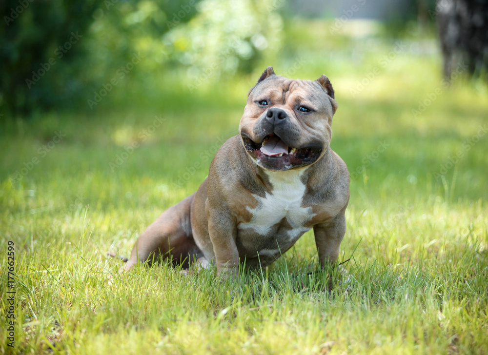 The American bully has a rest on the nature The American bully has a rest on the nature