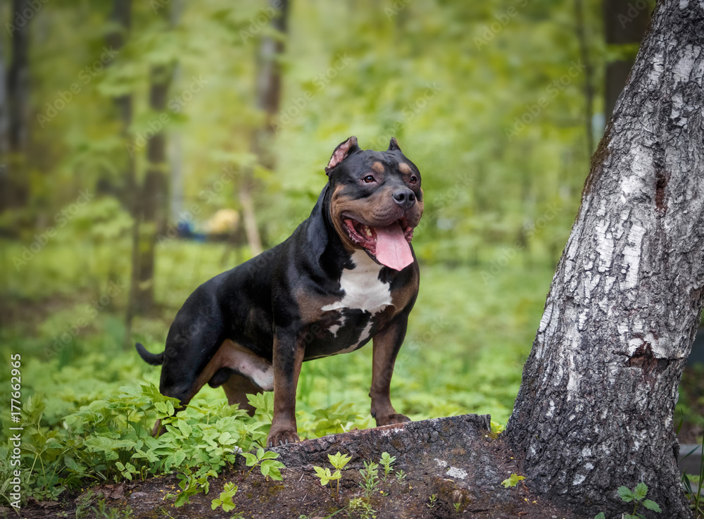 Dog walks on the nature