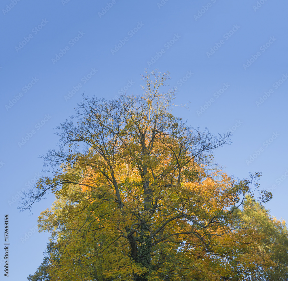 autumn big yellow orange maple tree on blue sky background autumn big yellow orange maple tree on blue sky background