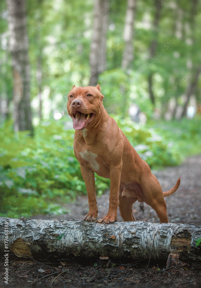 Funny dog on a walk