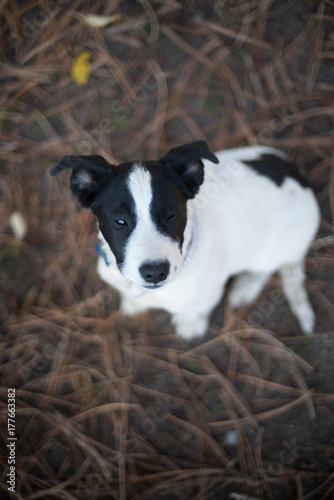 Black and white border collie puppy posing in the forest with soft focus background