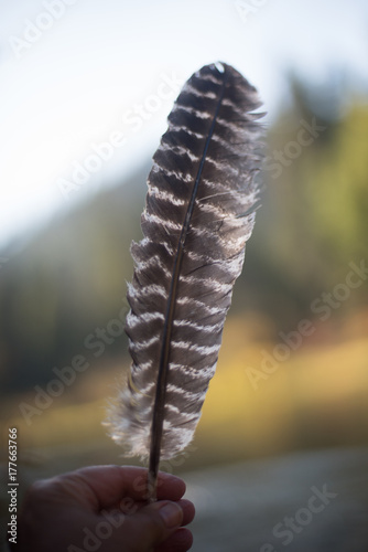 Single striped hawk feather outdoors with soft focus background