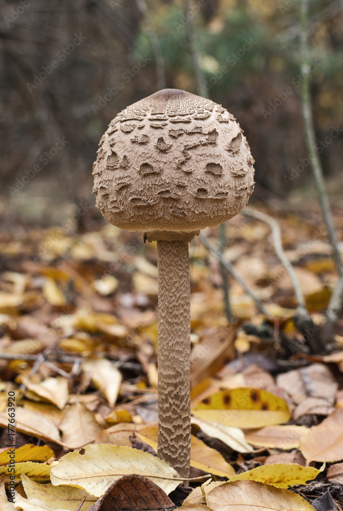 Young parasol mushroom (macrolepiota procera) against the background of the autumn forest