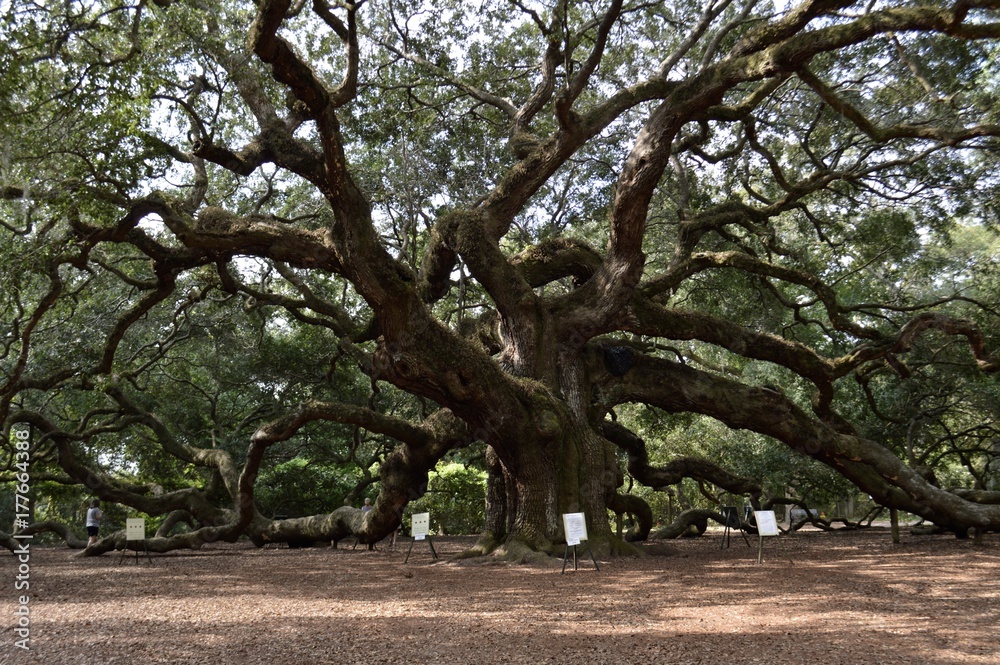 Obraz premium Angel oak tree