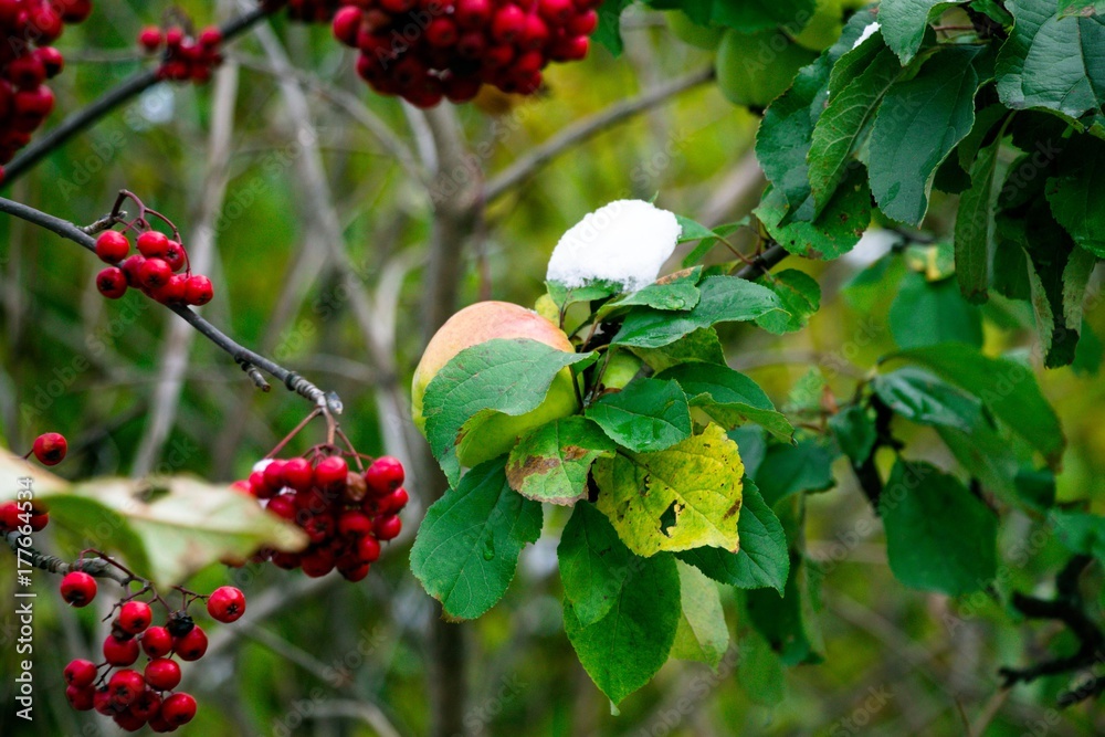 A pair of juicy, winter and beautiful apples hang on the autumn tree, still adorned with green leaves, waiting for the harvest. On the apples droplets of cold autumn rain. Next to the apple tree there A pair of juicy, winter and beautiful apples hang on the autumn tree, still adorned with green leaves, waiting for the harvest. On the apples droplets of cold autumn rain. Next to the apple tree there