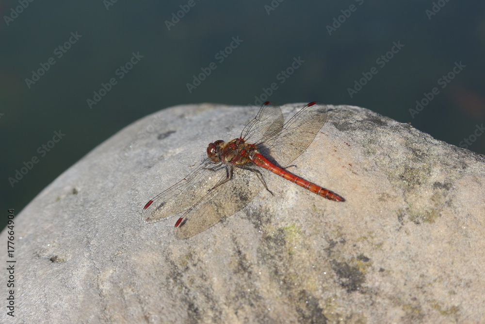 Red Dragonfly Red Dragonfly