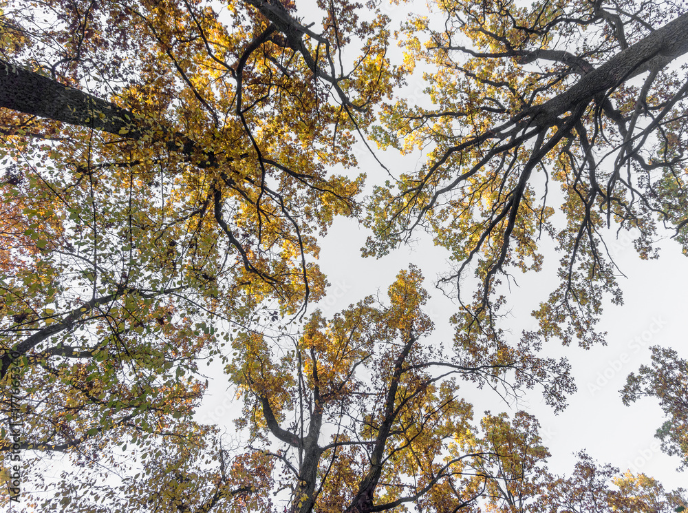 Yellow crowns of oaks against the sky. Bottom view Yellow crowns of oaks against the sky. Bottom view
