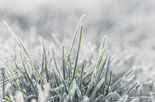 Frozen morning grass 