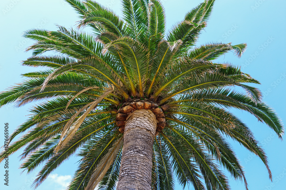 Obraz premium One palm tree on a clear blue sky background. Trunk of palm going into the light blue sky.