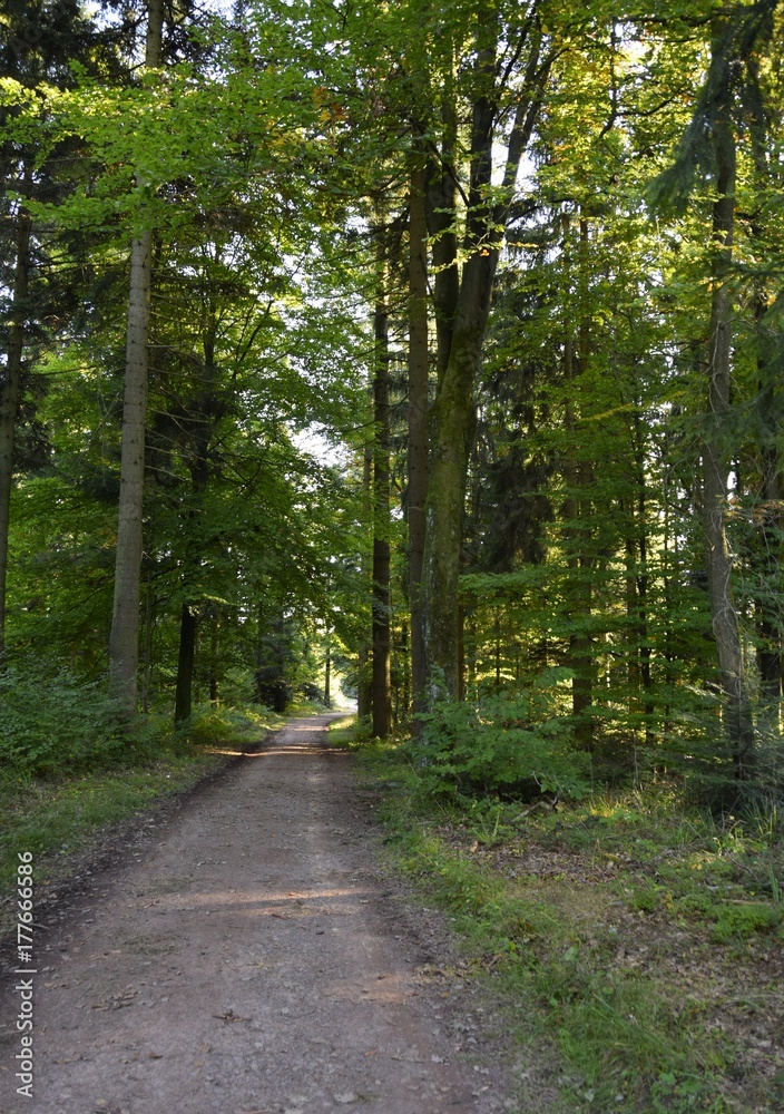 Fototapeta premium path leading through a lush forest area