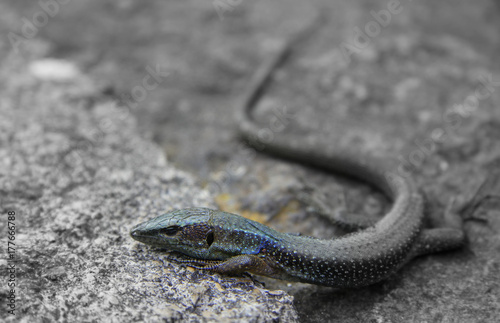 Lizard black and blue