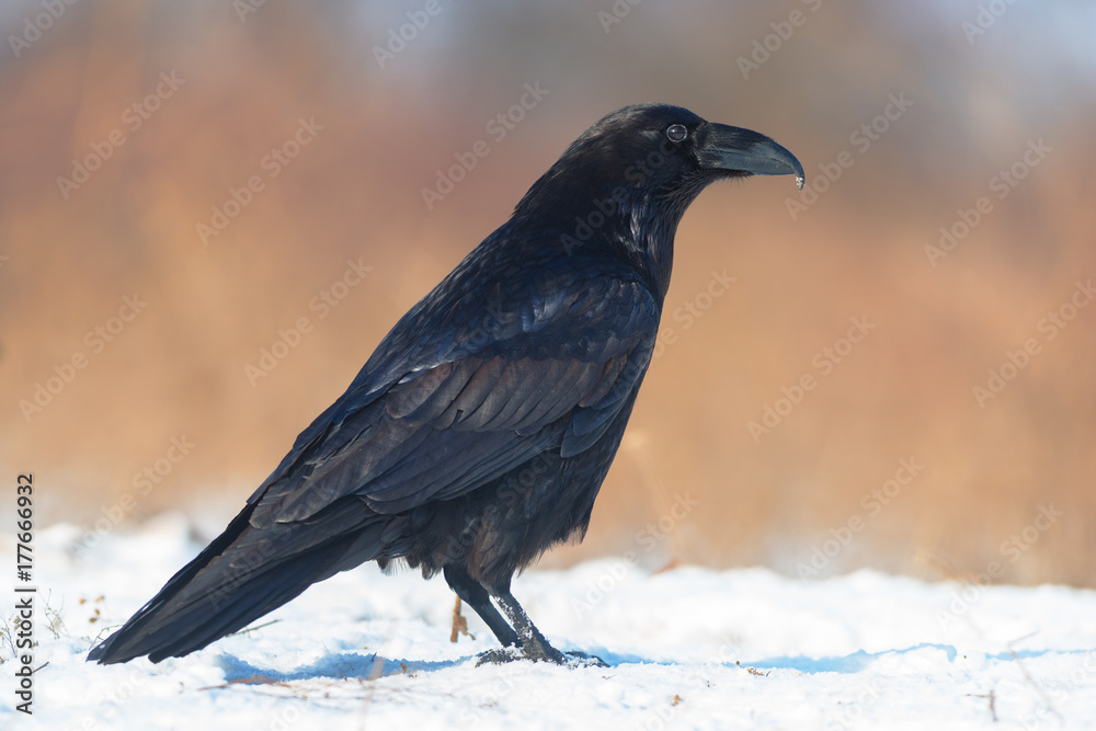 Obraz premium Raven (Corvus corax) with beak deformity
