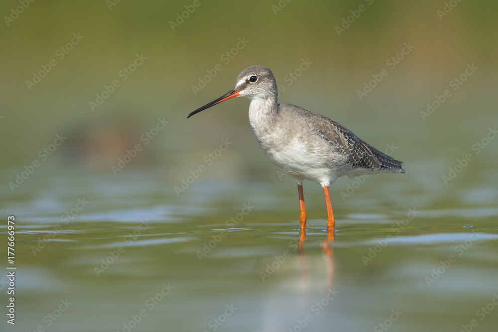 Spotted Redshank (Tringa erythropus) Spotted Redshank (Tringa erythropus)