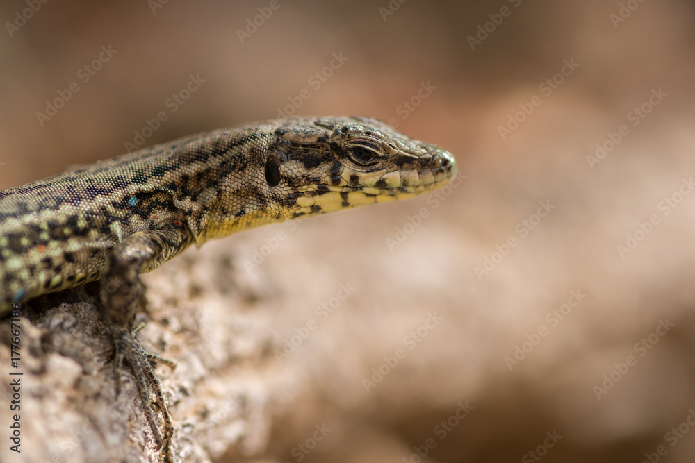 Naklejka premium Tyrrhenian wall lizard