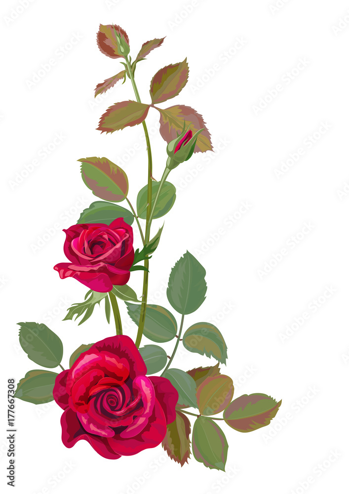 Bouquet of roses, red flowers and buds, green leaves, branch on white background, digital draw illustration in watercolor style, concept for design, vector