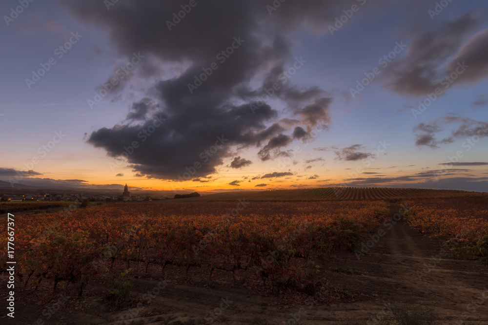 Colorful sunrise in a vineyard at Laguardia, Alava