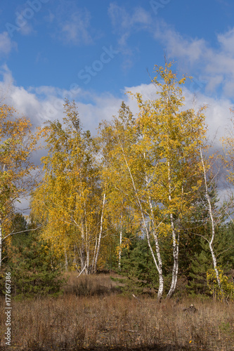 Sunny autumn day