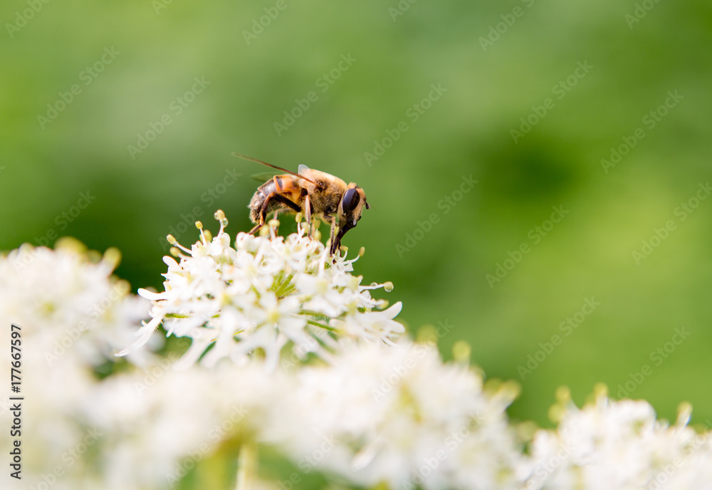 Honey bee on a white and yellow flower with a green background. Honey bee on a white and yellow flower with a green background.