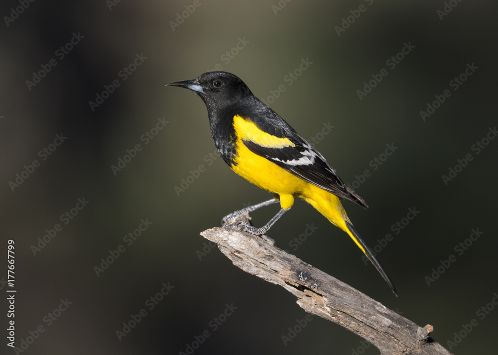 Fototapeta premium Scott's Oriole